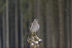 hawk