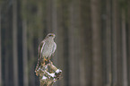 hawk