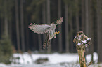 hawk