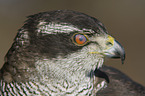goshawk portrait