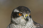 goshawk portrait