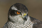 goshawk portrait