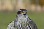 goshawk portrait