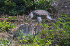 hawk