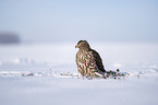 Goshawk in snow