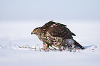 Goshawk in snow