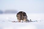 Goshawk in snow