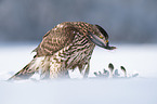 Goshawk in snow