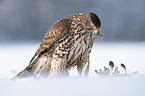 Goshawk in snow