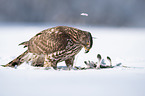 Goshawk in snow