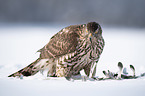 Goshawk in snow