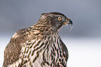 Goshawk in snow
