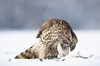 Goshawk in snow