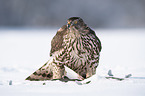 Goshawk in snow