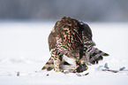 Goshawk in snow