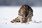 Goshawk in snow