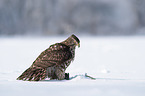 Goshawk in snow