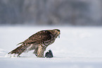 Goshawk in snow