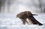 Goshawk in snow