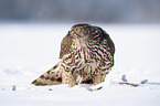 Goshawk in snow