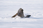 Goshawk in snow