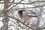 Goshawk in snow