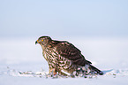 Goshawk in snow