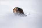Goshawk in snow