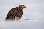 Goshawk in snow