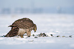 Goshawk in snow