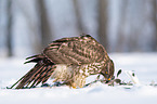 Goshawk in snow