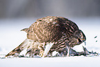 Goshawk in snow