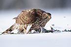 Goshawk in snow