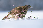 Goshawk in snow