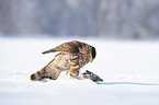 Goshawk in snow