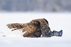 Goshawk in snow