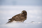 Goshawk in snow