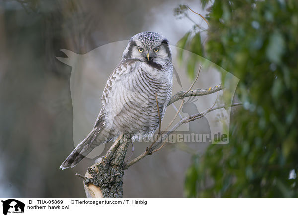 Sperbereule / northern hawk owl / THA-05869