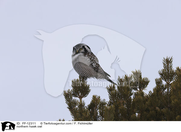 Sperbereule / northern hawk owl / FF-12311
