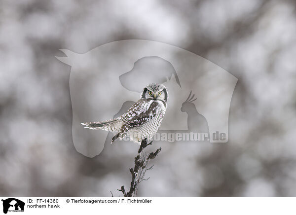 northern hawk / FF-14360
