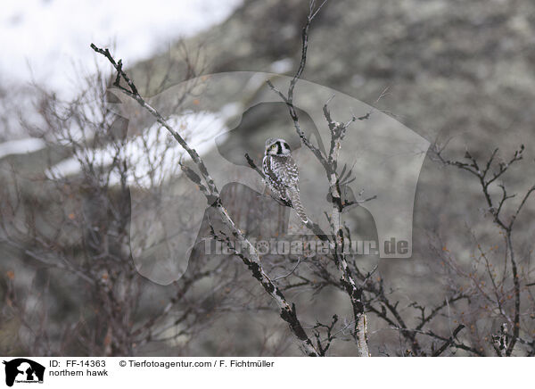 northern hawk / FF-14363