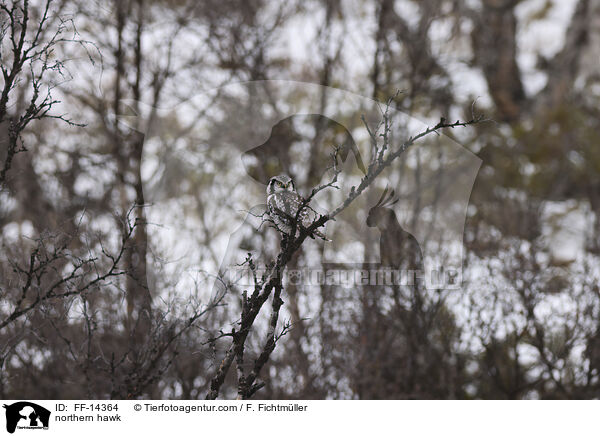 Sperbereule / northern hawk / FF-14364