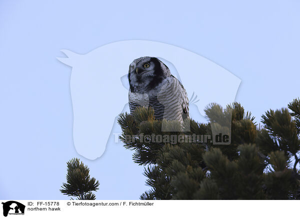Sperbereule / northern hawk / FF-15778