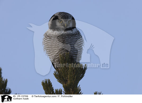Sperbereule / northern hawk / FF-15789