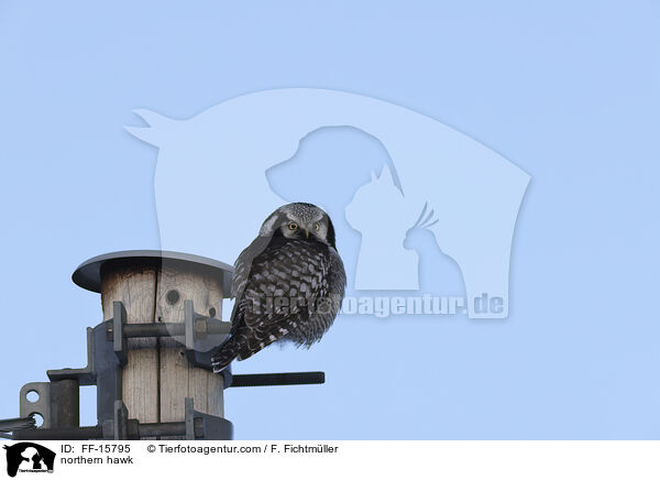 northern hawk / FF-15795