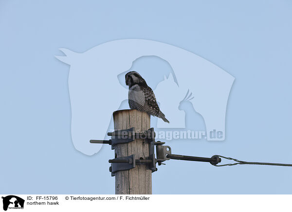 Sperbereule / northern hawk / FF-15796