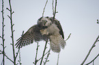 northern hawk owl