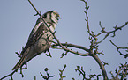 northern hawk owl