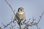 northern hawk owl