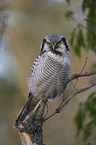 northern hawk owl